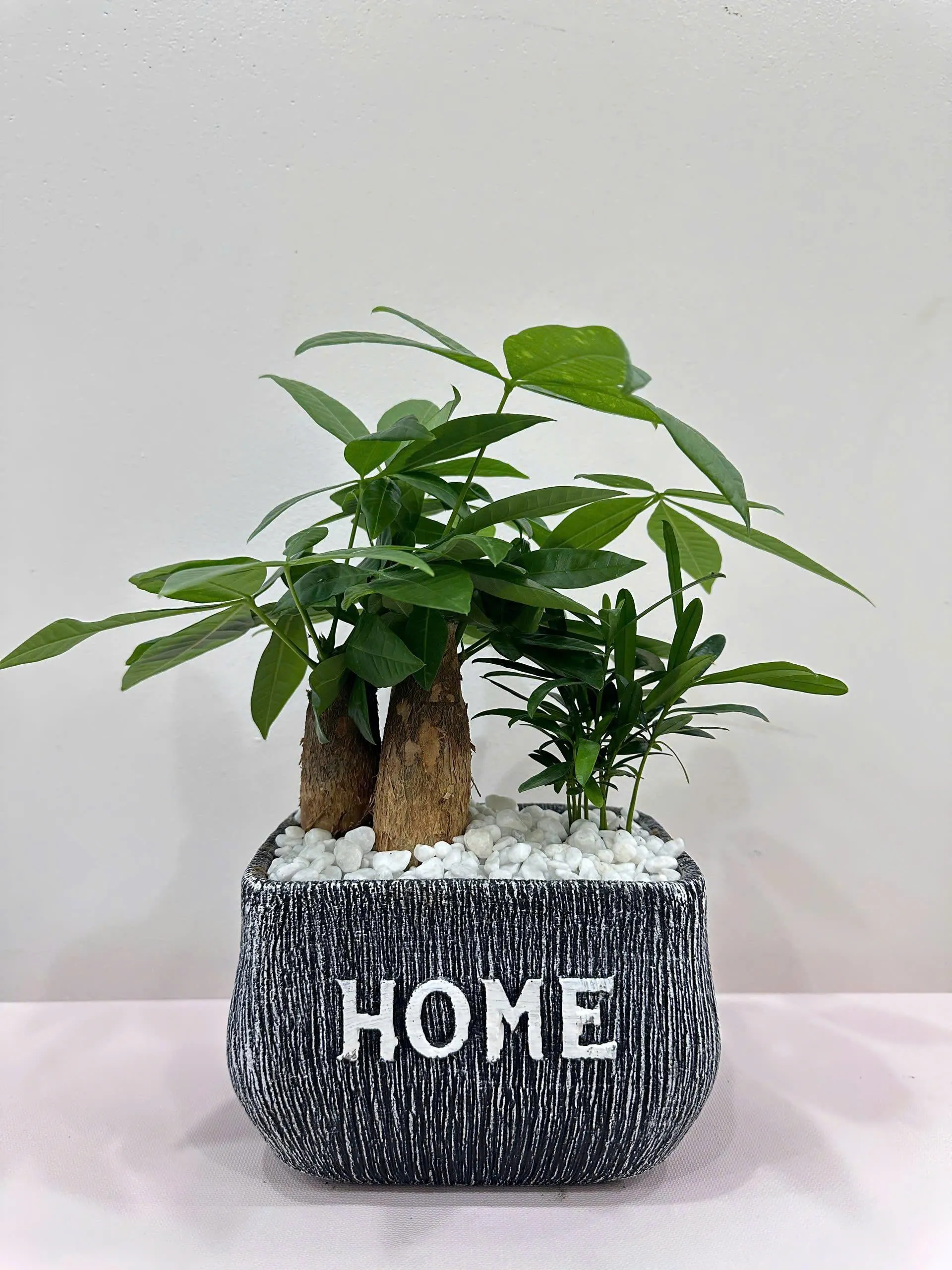 Cây tiểu cây kim ngân để bàn 